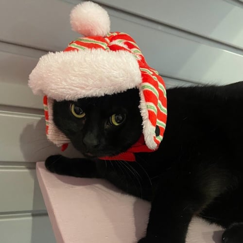 SAKE - Domestic Short Hair available for adoption