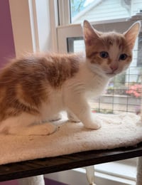 Garth * IN FOSTER * - Photo 1
