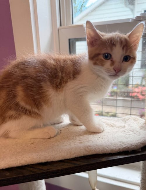 GARTH * IN FOSTER * - Domestic Short Hair available for adoption