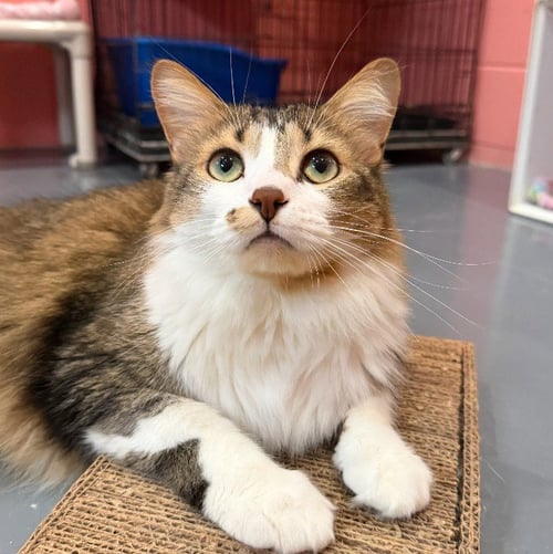 KYLE - Domestic Long Hair available for adoption