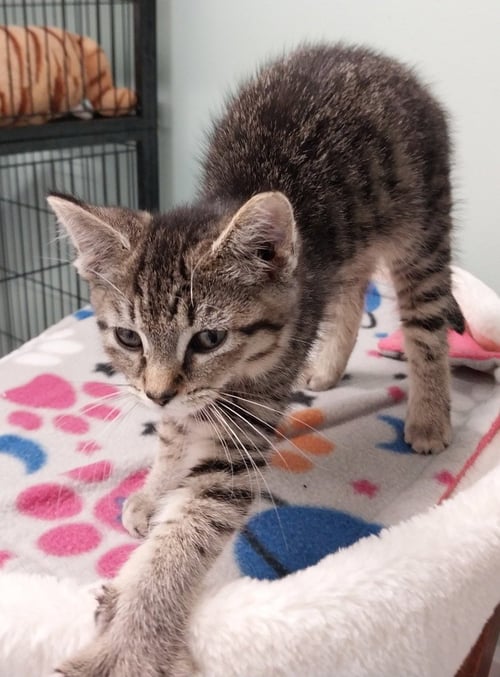 KYLE - Domestic Long Hair available for adoption