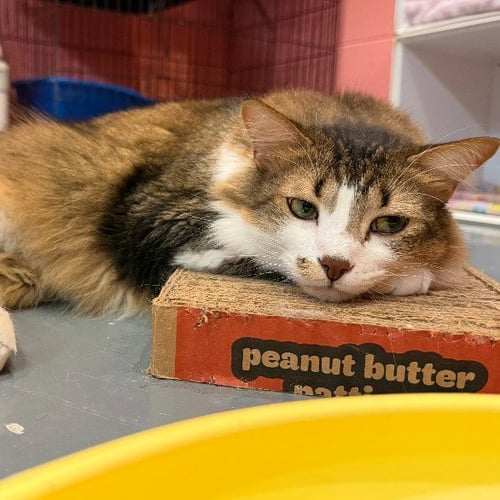 KYLE - Domestic Long Hair available for adoption