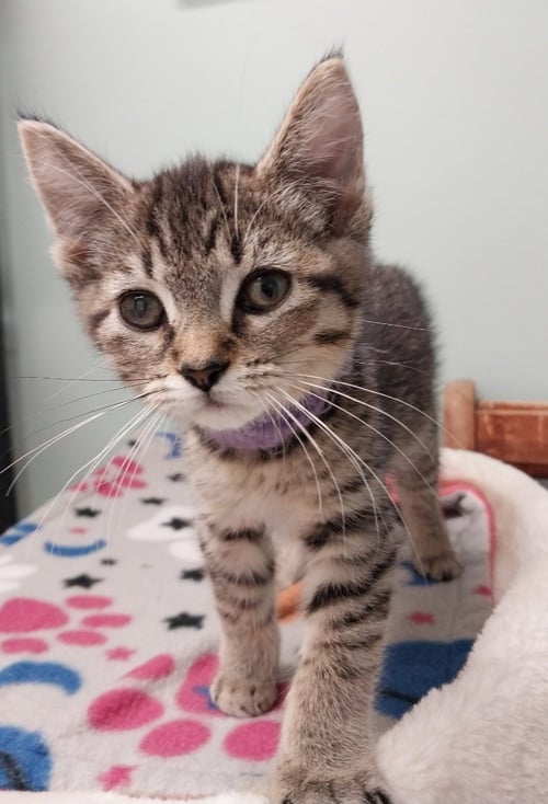 KYLE - Domestic Long Hair available for adoption