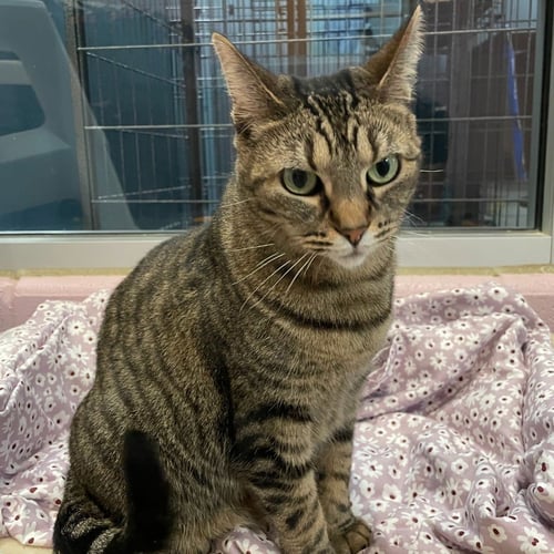 AURORA *IN FOSTER* - Domestic Short Hair available for adoption