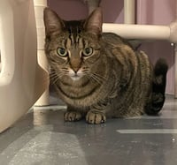 Aurora *IN FOSTER* - Photo 2