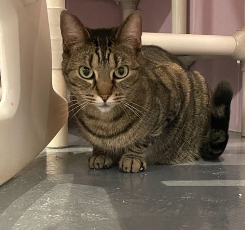 AURORA *IN FOSTER* - Domestic Short Hair available for adoption