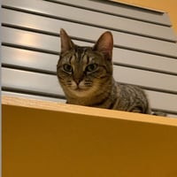 Aurora *IN FOSTER* - Photo 3