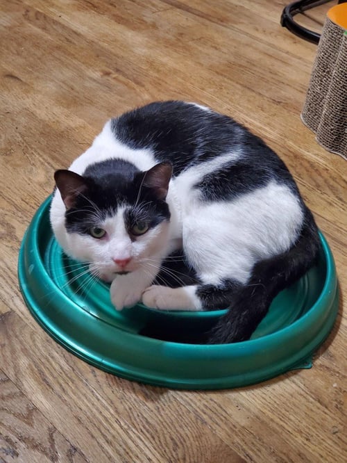 LOGAN JEFFERSON *IN FOSTER* - Domestic Short Hair available for adoption