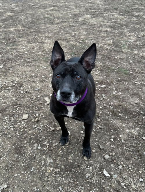 BARNEY - Shepherd / Terrier for adoption in South Bend