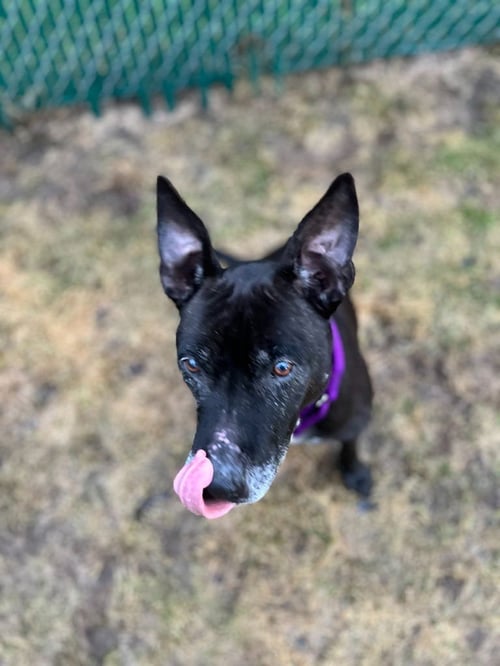 BARNEY - Shepherd / Terrier available for adoption