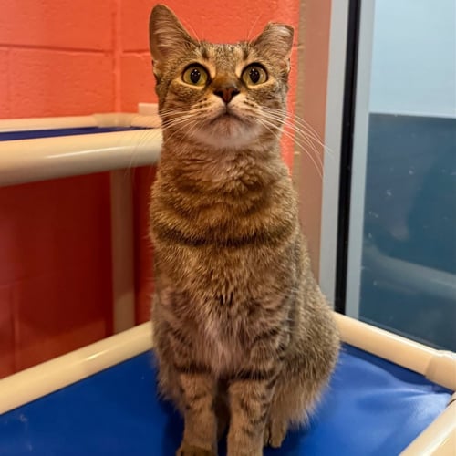 WEESKERS - Domestic Short Hair available for adoption