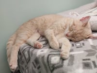 Blondie * IN FOSTER * - Photo 3