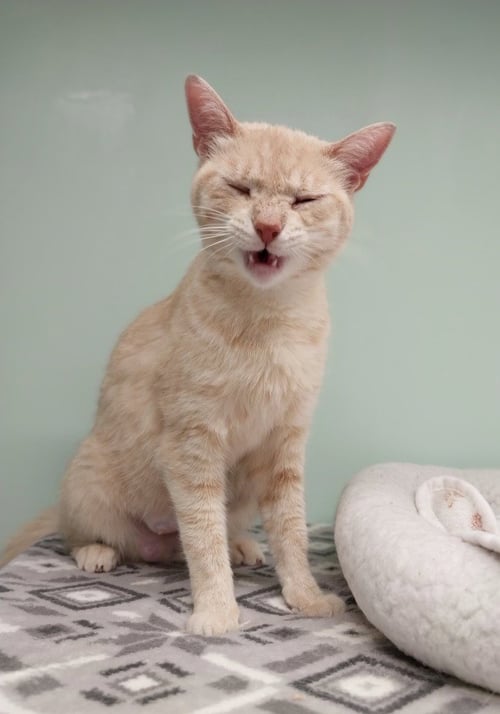 BLONDIE * IN FOSTER * - Domestic Short Hair available for adoption
