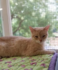 Blondie * IN FOSTER * - Photo 1