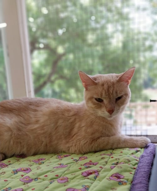 BLONDIE * IN FOSTER * - Domestic Short Hair available for adoption