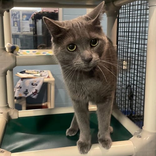 FROSTY - Domestic Short Hair available for adoption