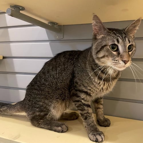 WASHINGTON - Domestic Short Hair available for adoption