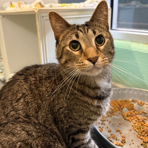 WASHINGTON - Domestic Short Hair available for adoption