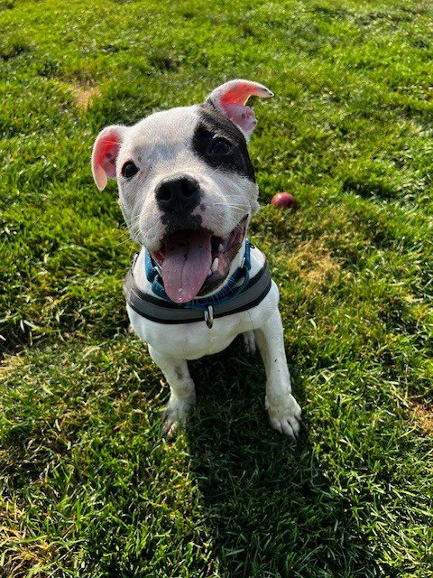 POPPY - Boxer / Terrier available for adoption