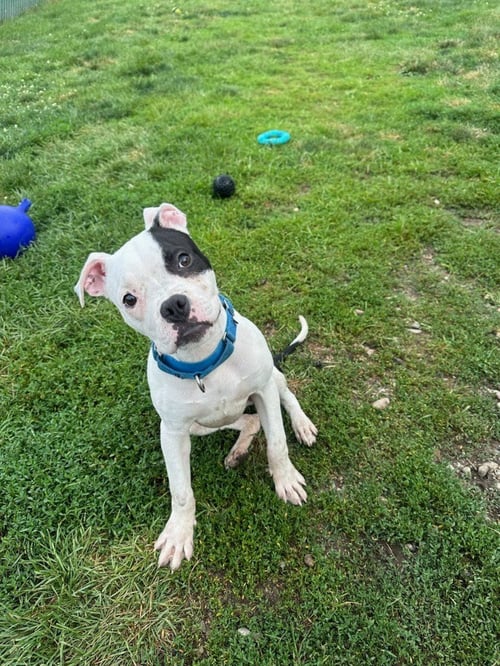 POPPY - Boxer / Terrier available for adoption