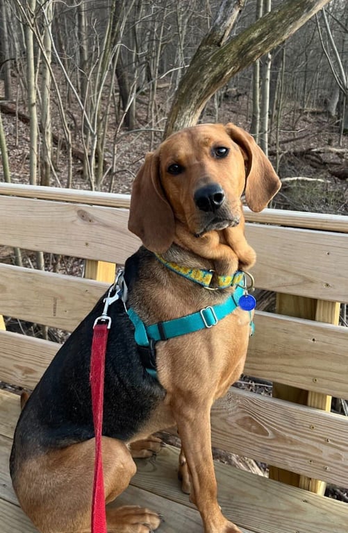 Carlie-In a Foster Home Image