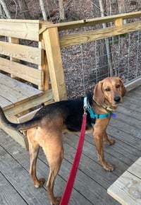 Carlie-In a Foster Home - Photo 2