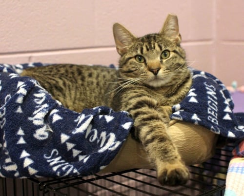 MILO - Domestic Short Hair available for adoption