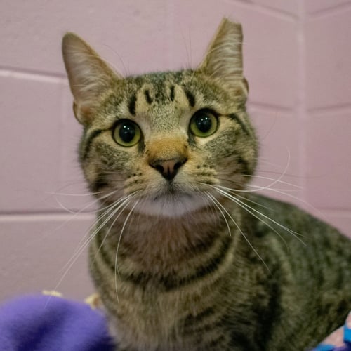 MILO - Domestic Short Hair available for adoption