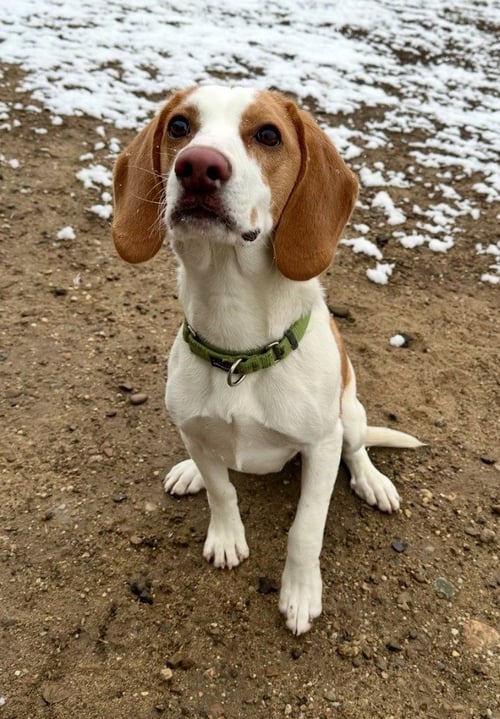 JACE - Beagle / Terrier available for adoption