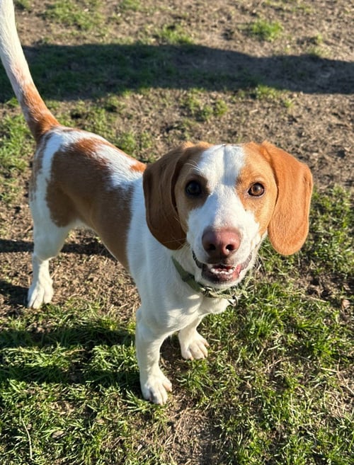 JACE - Beagle / Terrier available for adoption