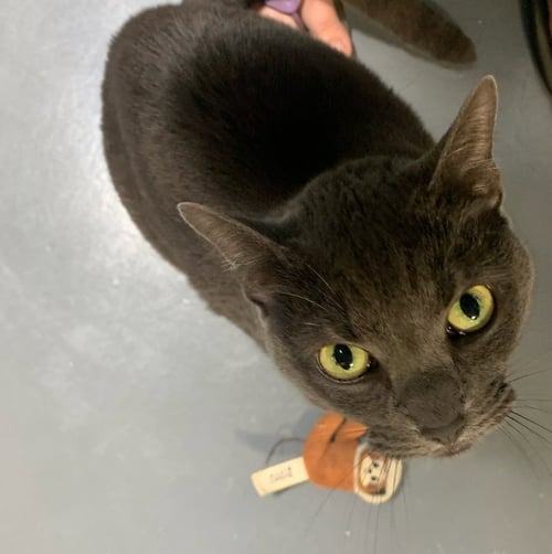 KAYLA - Domestic Short Hair available for adoption