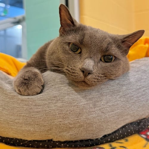 KAYLA - Domestic Short Hair available for adoption