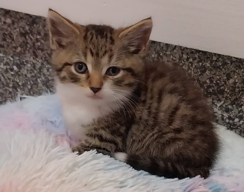 Atlas * IN FOSTER * Image