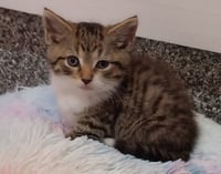 Atlas * IN FOSTER * - Photo 1