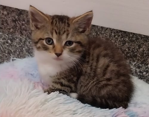 ATLAS * IN FOSTER * - Domestic Medium Hair available for adoption