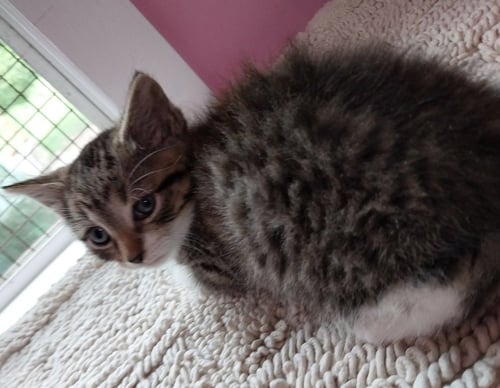 ATLAS * IN FOSTER * - Domestic Medium Hair available for adoption