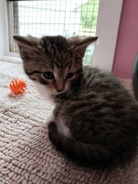 Atlas * IN FOSTER * - Photo 3