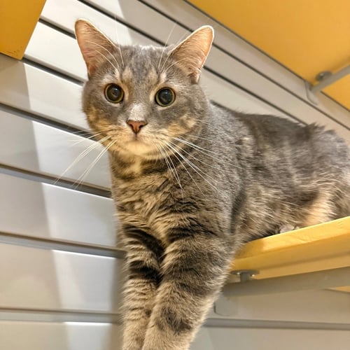 JESTER - Domestic Short Hair for adoption in South Bend