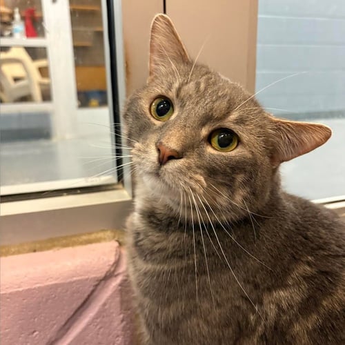 JESTER - Domestic Short Hair available for adoption