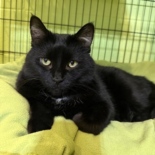 LUKA - Domestic Short Hair available for adoption