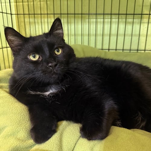 LUKA - Domestic Short Hair available for adoption