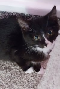 Meko * IN FOSTER * - Photo 2