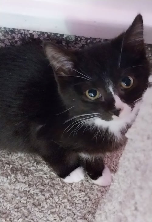 MEKO * IN FOSTER * - Domestic Short Hair available for adoption