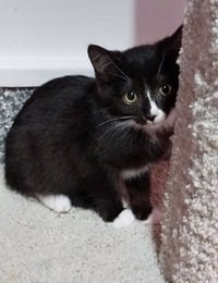Meko * IN FOSTER * - Photo 1