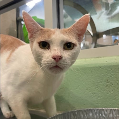LILY - Domestic Short Hair available for adoption