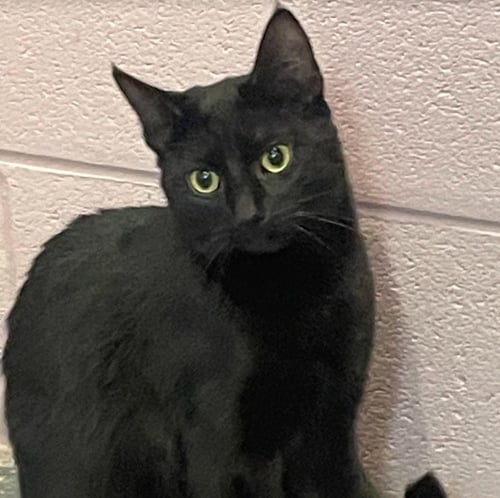 SUBARU - Domestic Short Hair available for adoption