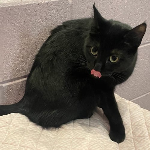 SUBARU - Domestic Short Hair available for adoption