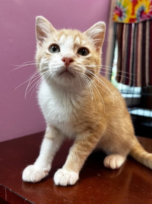 TUGGLES * IN FOSTER * - Domestic Short Hair available for adoption