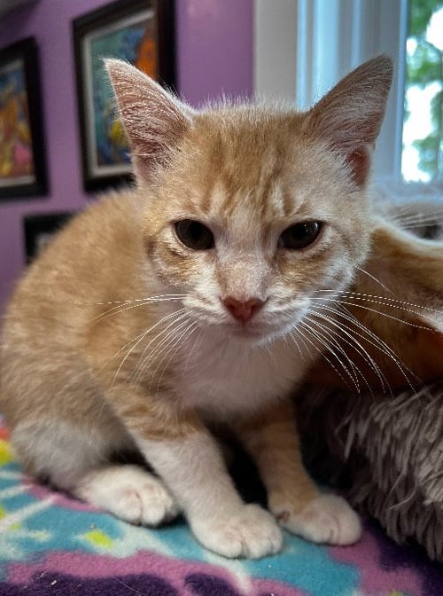 TUGGLES * IN FOSTER * - Domestic Short Hair available for adoption