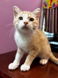 Tuggles * IN FOSTER * - Photo 4